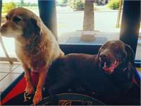 boarding pic 4 - Riley and Winnie
